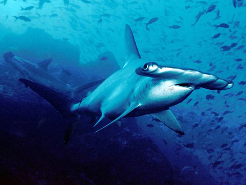 Scalloped hammerhead